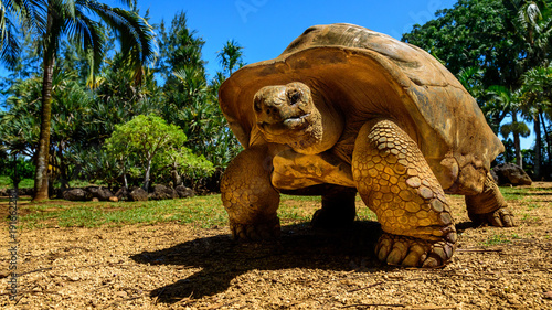 Giant tortoise endangered species walking slowly photo