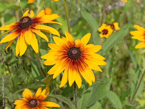 Sonnenhut, Rudbeckia, Rudbeckie photo