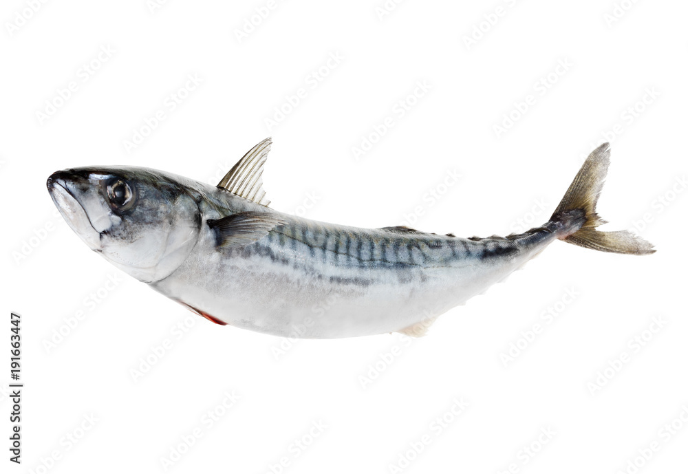 Fototapeta premium Fresh atlantic mackerel isolated on white