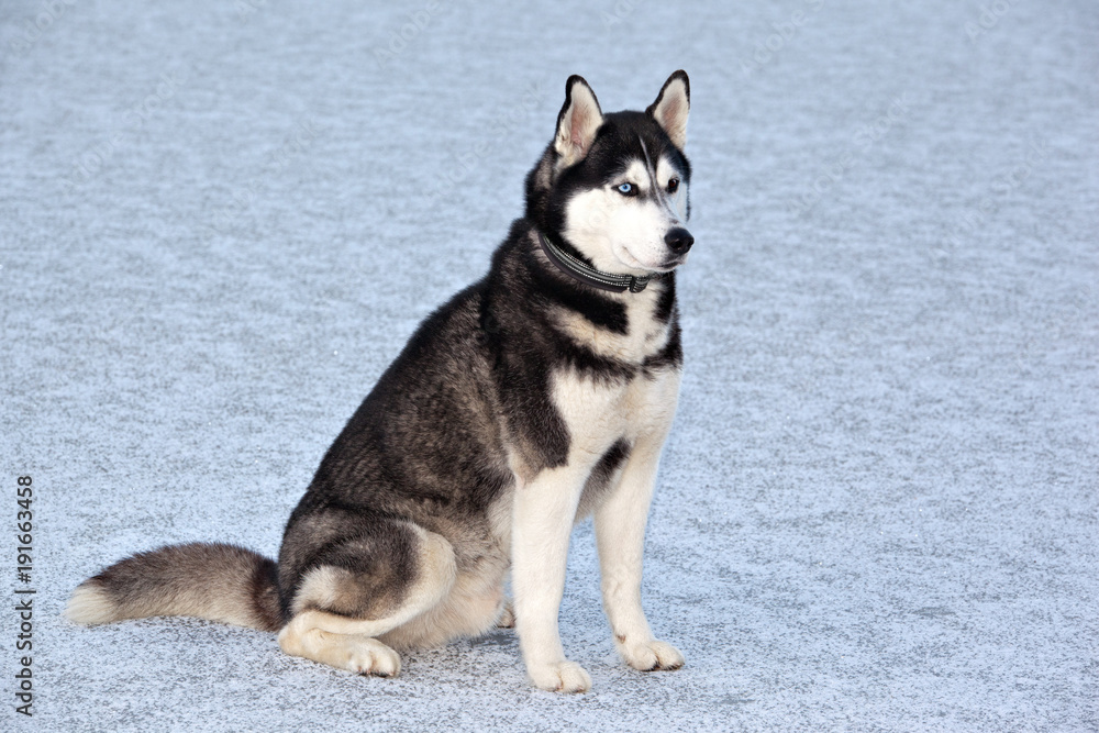 Dog breed Siberian Husky sitting on the frozen lake Dog breed Siberian Husky sitting on the frozen lake