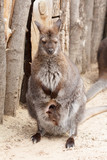 Female kangaroo with a cute baby calf