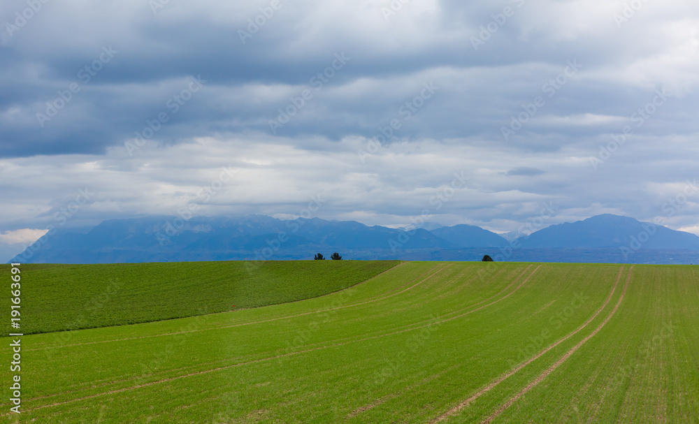 Green meadow in mountain. Composition of nature. Green meadow in mountain. Composition of nature.
