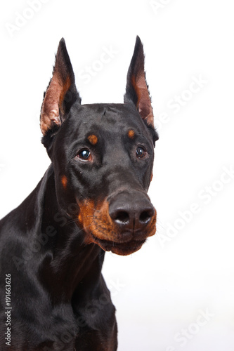 dog breed Doberman pincher portrait on white background  concept emotion surprise