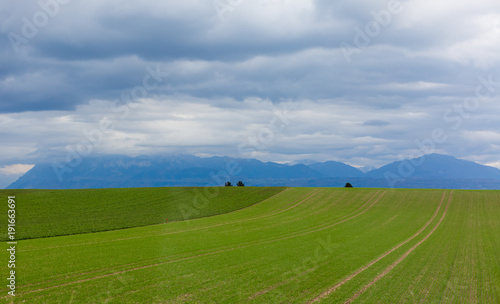 Green meadow in mountain. Composition of nature.