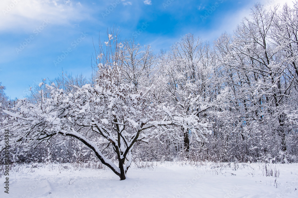 Winter forest with snow-covered branches. Frosty blue sky Winter forest with snow-covered branches. Frosty blue sky
