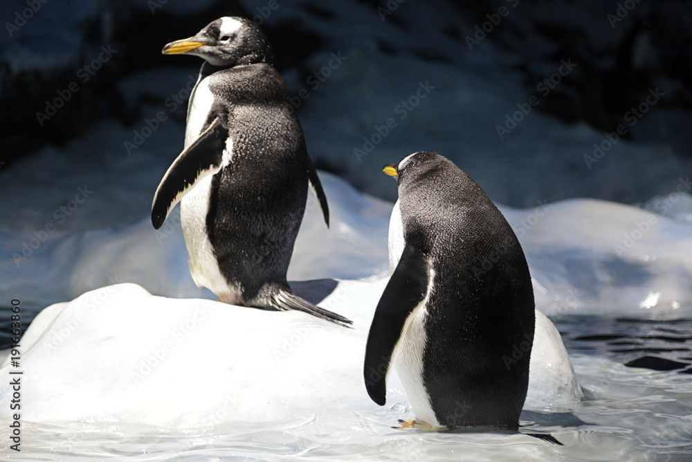 Fototapeta premium Two gentoo penguin (pygoscelis papua) resting in the ice