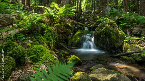 Mountain water stream flowing through lush forest in the spring 