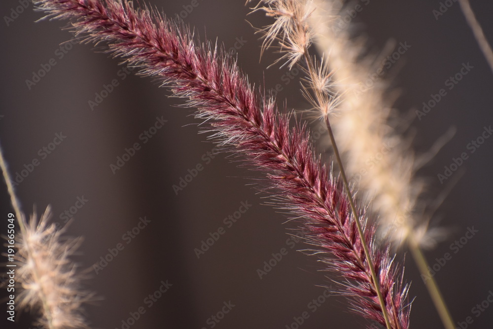 Obraz premium Summer Growth