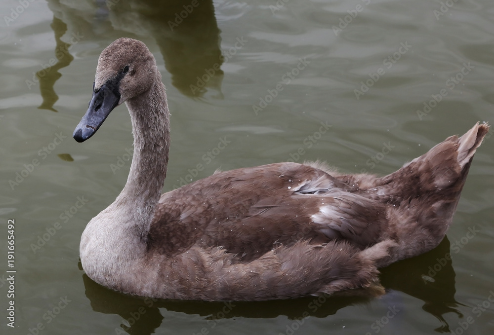 The young white swan floating on water