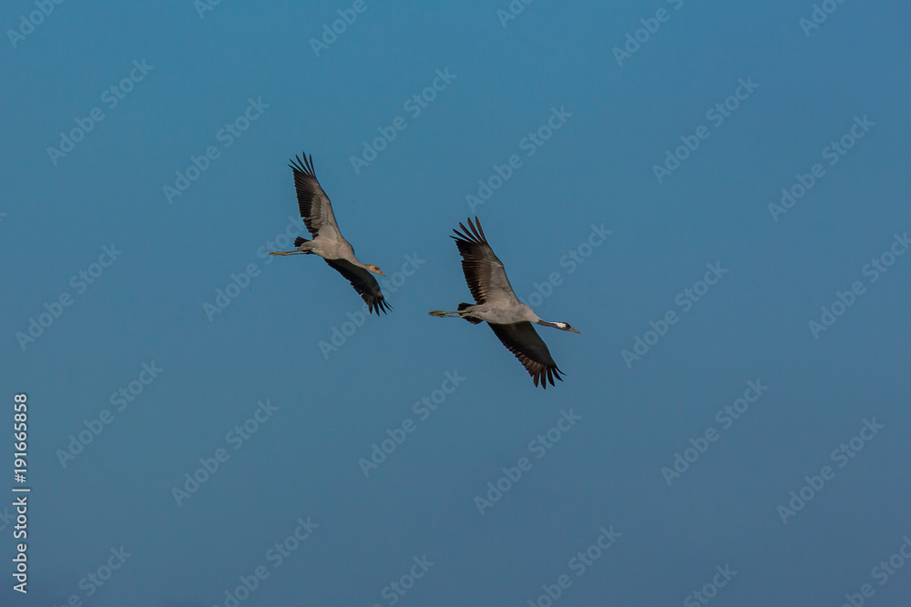 Obraz premium vol de grues