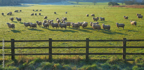 Herd of sheep on the farmland in East Devon