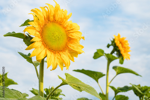 A flower of a sunflower blossoms on a field of sunflowers on a sunny day  natural background.