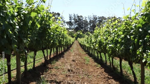 Floating down the vineyard 