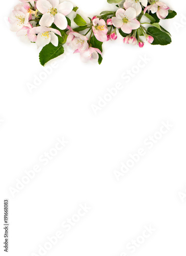 Flowers apple tree on a white background with space for text. Top view, flat lay
