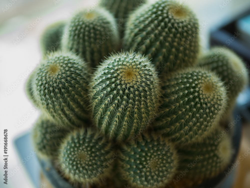 Cactus, Cactus thorns, Close up thorns of cactus, Cactus Background Cactus, Cactus thorns, Close up thorns of cactus, Cactus Background