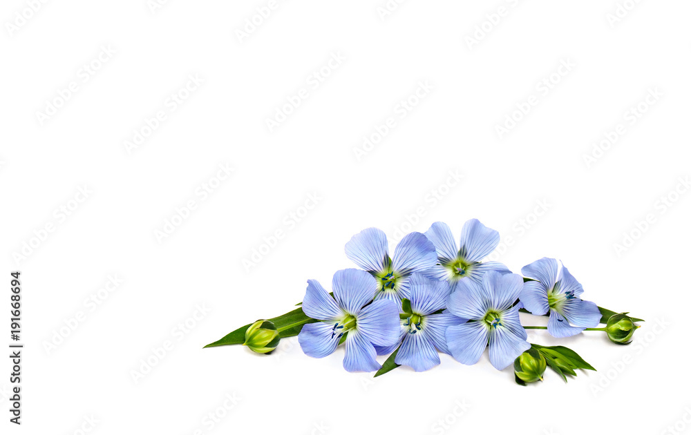 Blue flowers and capsules with seed flax (Linum usitatissimum) common names: common flax or linseed on a white background with space for text