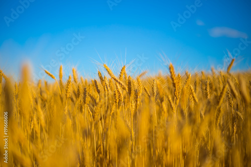 closeup beautiful summer wheat field on a blue sky background