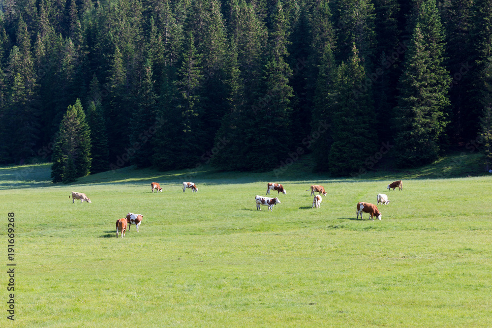 Cows grazing