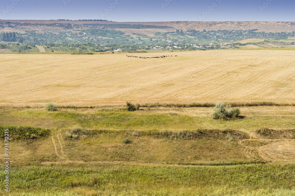 Fototapeta premium Rural scenery in Moldavia. Golden fields and sheep flock in the distance.