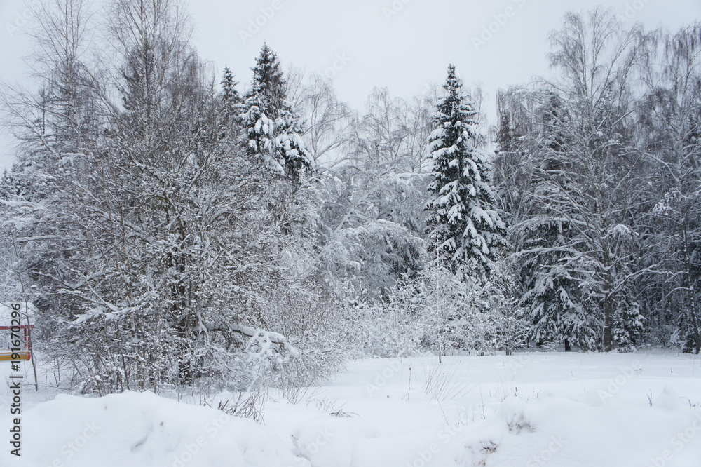 Beatiful winter forest in Russia Beatiful winter forest in Russia