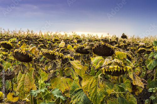 Fototapeta Naklejka Na Ścianę i Meble -  Field of dry sunflowers in Moldavia