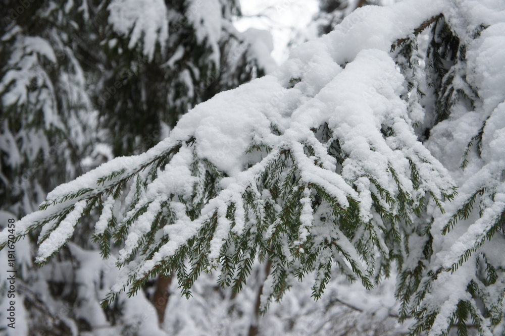 Beatiful winter forest in Russia Beatiful winter forest in Russia