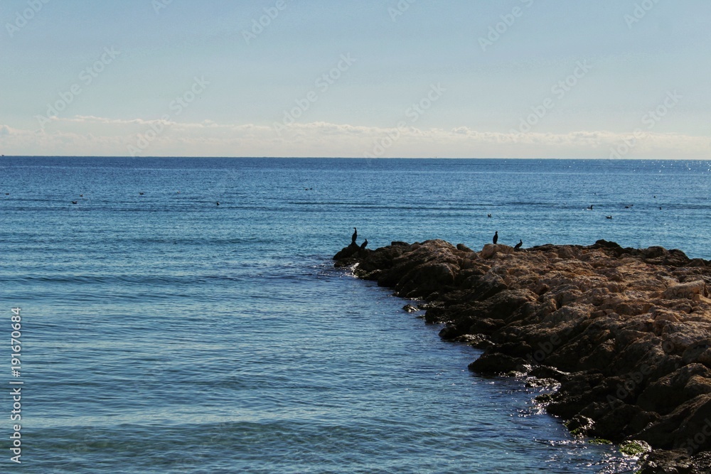 Black cormorants on a breakwater