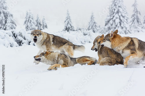 Wolf in fresh snow
