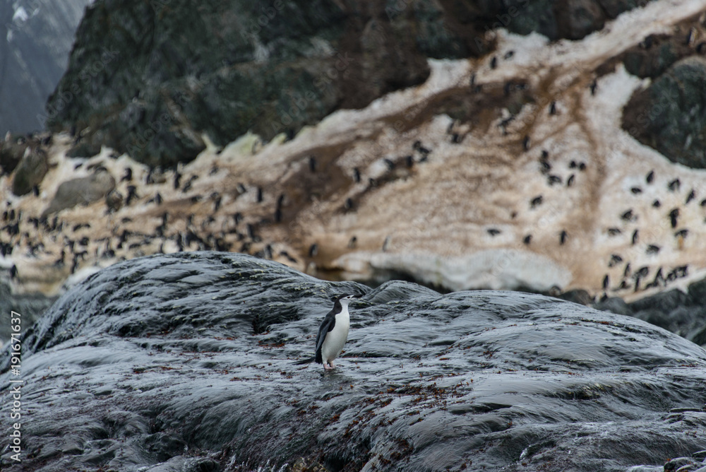 Fototapeta premium Chinstrap penguin's colony on show