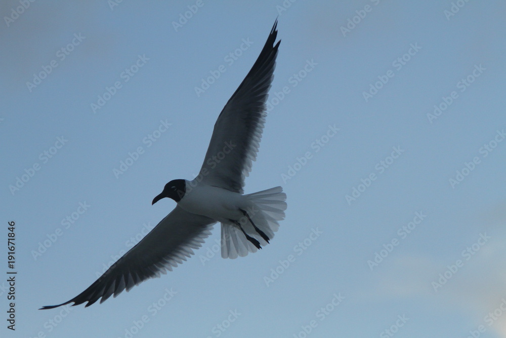 Obraz premium Caribean Birds