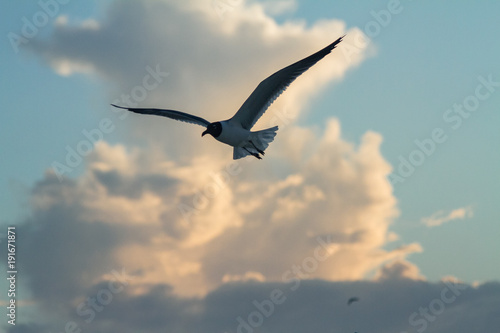 Caribean Birds