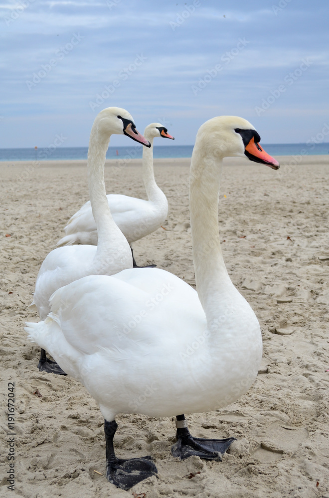 Swans on the beach and sea in the background Swans on the beach and sea in the background