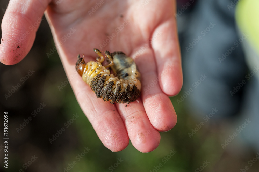 Close up of a child holding a European chafer beetle larva