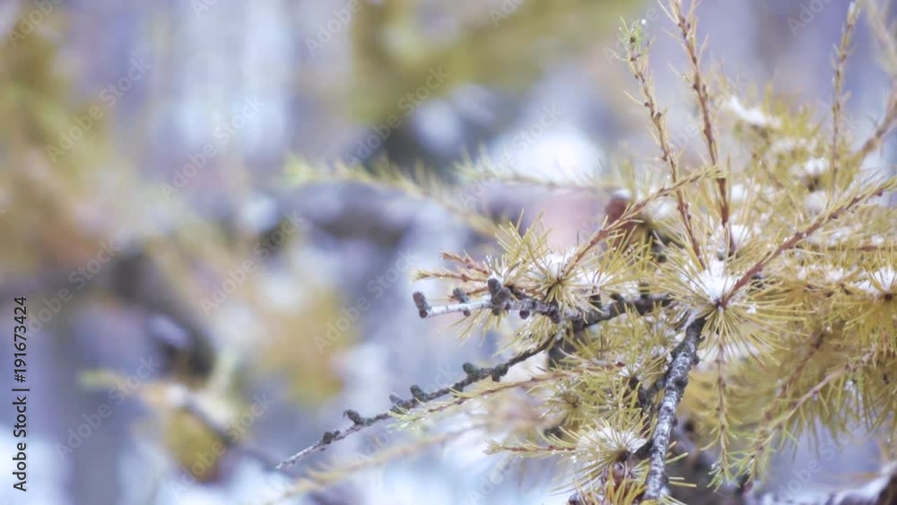 Branch of a coniferous tree in winter Branch of a coniferous tree in winter