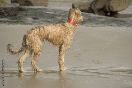 Pet Lurcher puppy dog bitch playing on beach photo