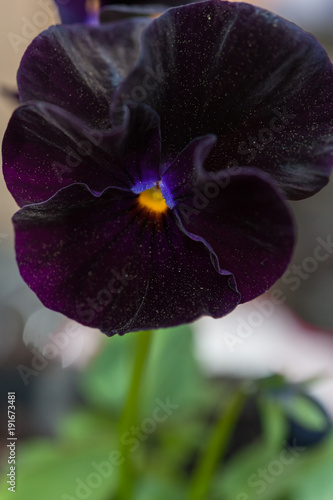 Fototapeta Naklejka Na Ścianę i Meble -  Close up of 'black moon' pansy flower