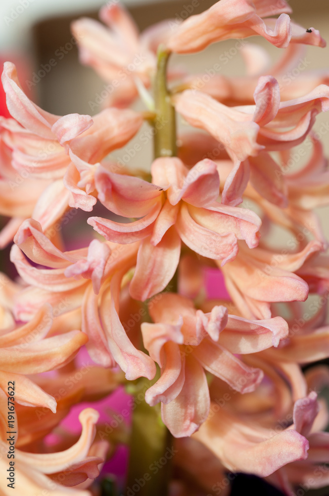 Fototapeta premium Close up of orange hyacinth flower