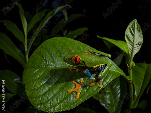 Red-Eyed Treefrog (Agalychnis callidryas)