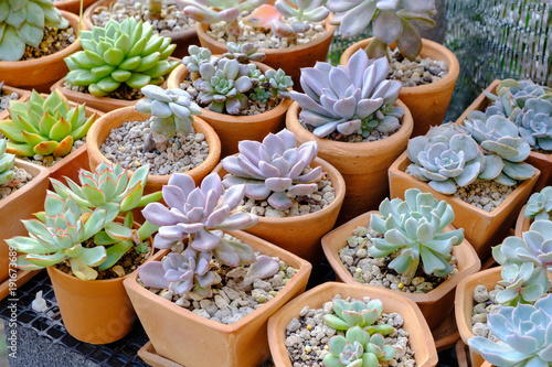Close-up of colorful succulents nursery © PhotoofLife
