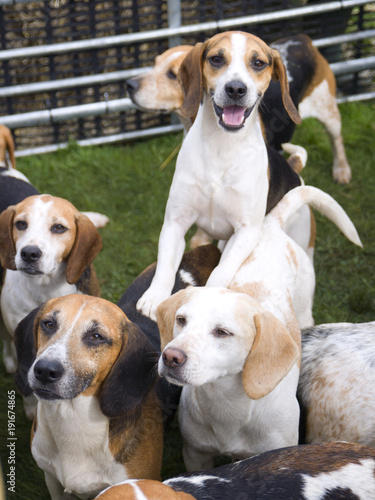 A small pack of alert waiting Beagles