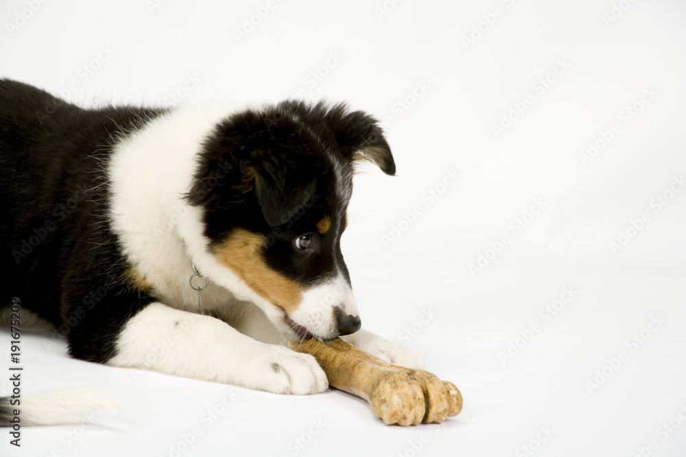 A cute young border collie puppy with a well chewed bone