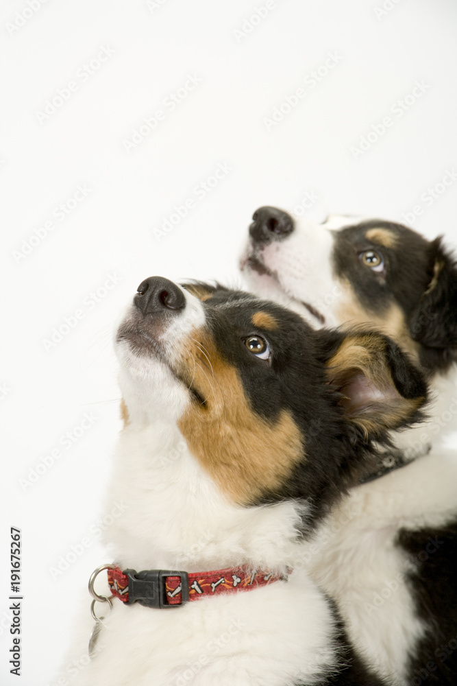 Two cute young border collie pups looking up obediently at their owner