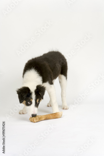 Bordr Collie Puppy Is Lying In The Garden Stock Photo, Picture and Royalty  Free Image. Image 85103562.