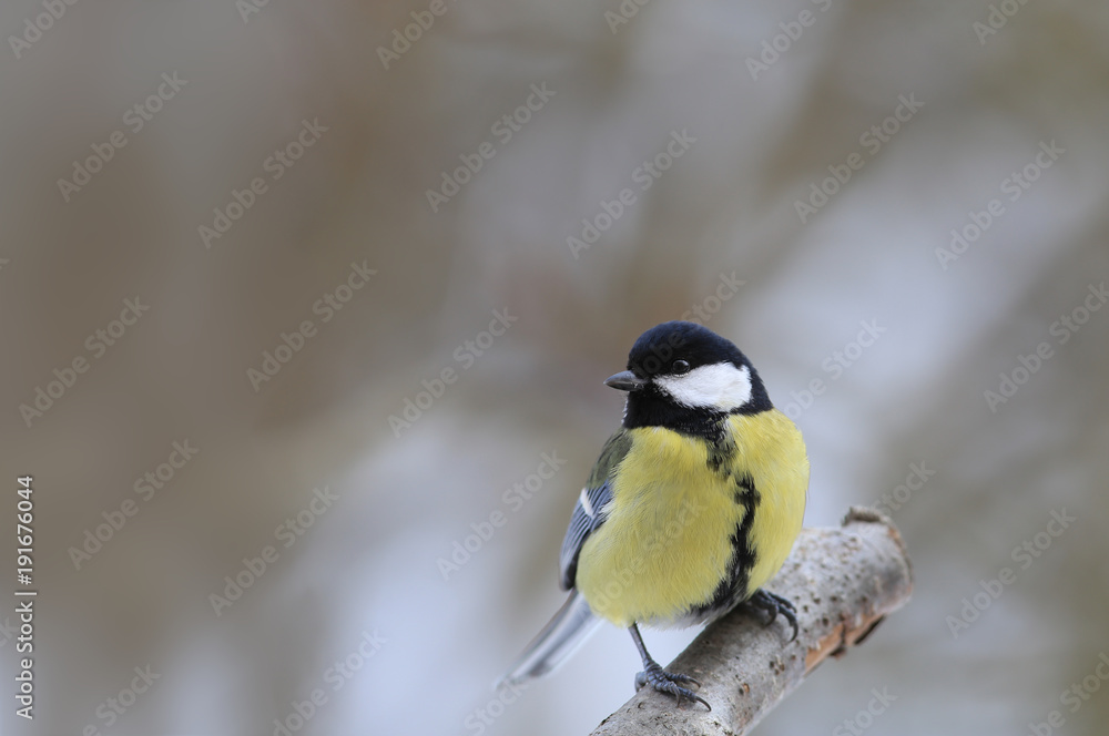 Fototapeta premium Tit sits on a branch, on a blurry background