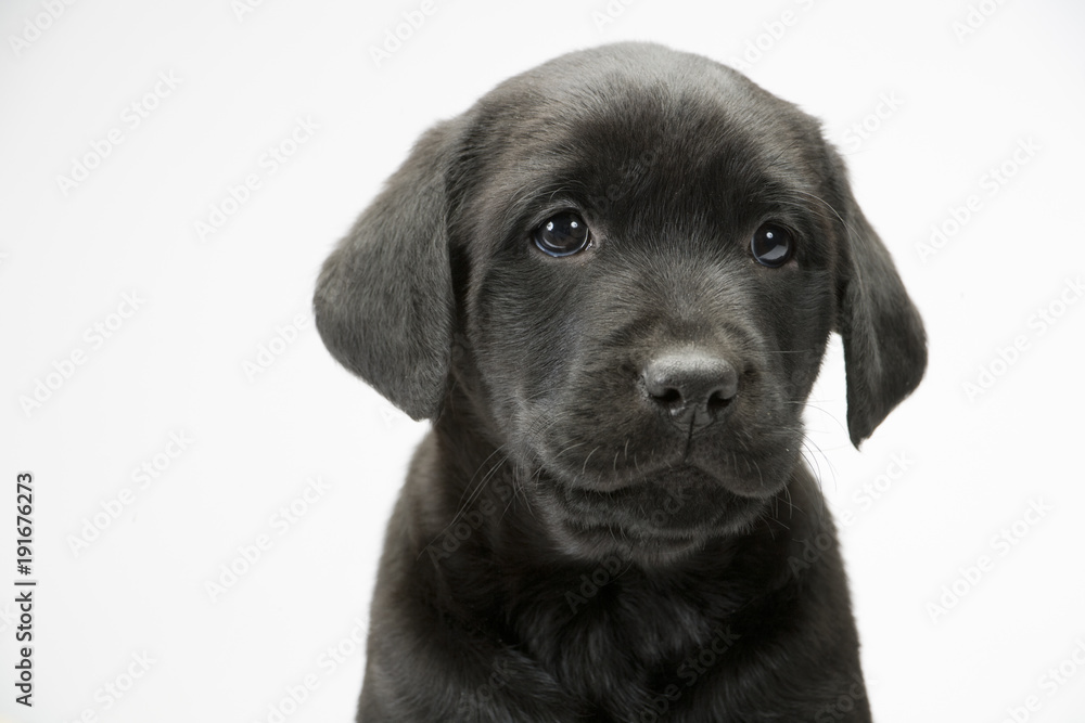 Fototapeta premium Young black labrador puppy looking at the camera