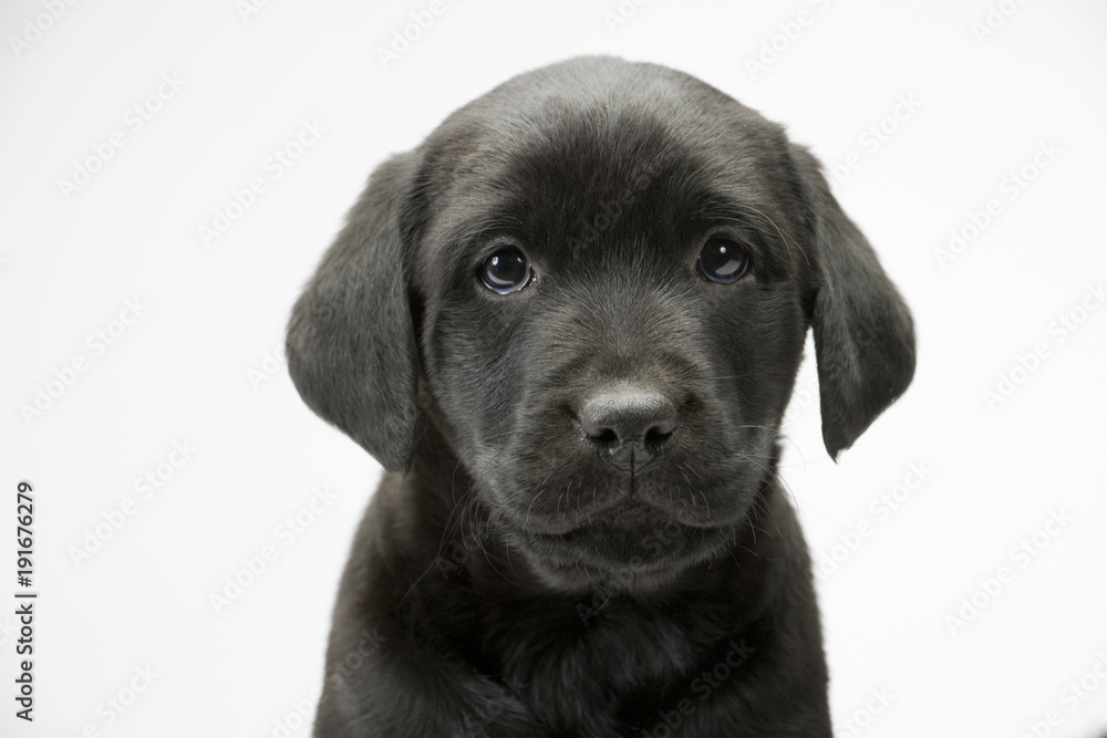Young black labrador puppy looking at the camera
