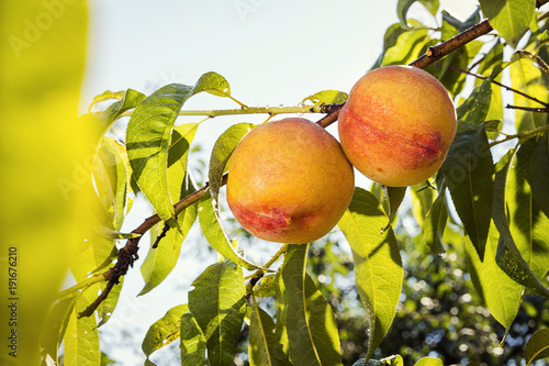 juicy peach hang on a branch in the garden