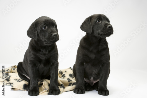 Fototapeta Naklejka Na Ścianę i Meble -  Two cute black labrador puppies obediently posing
