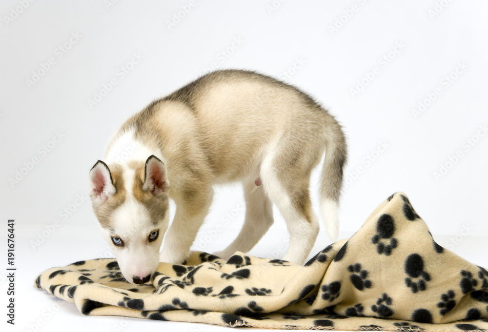 Fototapeta premium A very cute young Husky dog puppy with piercing blue eyes sniffs at his blanket.