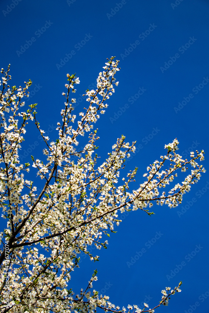 Detail of blossom cherry tree Detail of blossom cherry tree